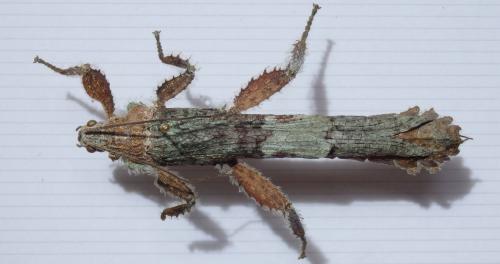 Prisopus sp.